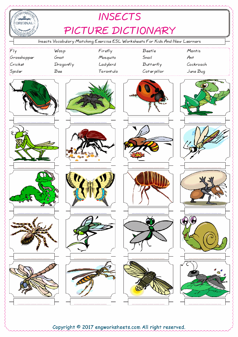  Insects for Kids ESL Word Matching English Exercise Worksheet. 